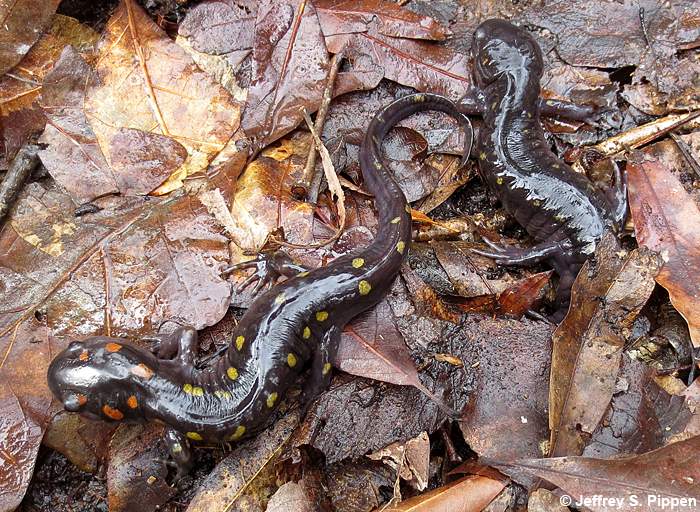 Spotted Salamander (Ambystoma maculatum)