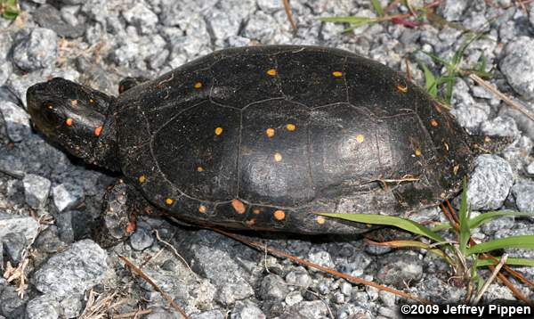 Spotted Turtle (Clemys guttata)