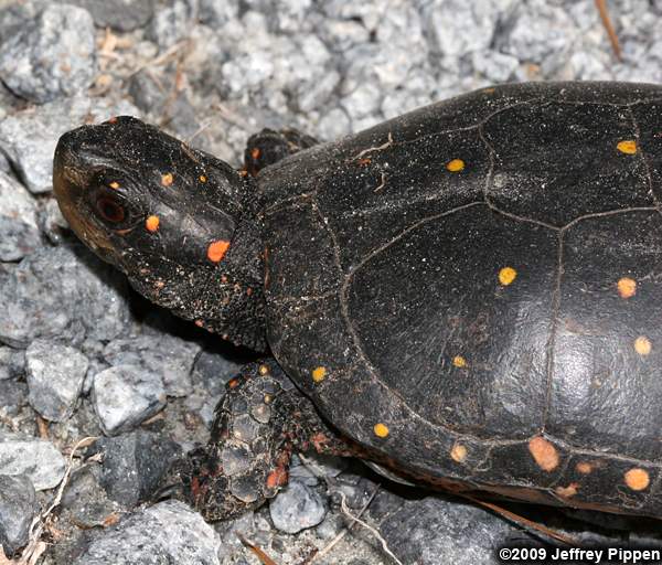 Spotted Turtle (Clemys guttata)
