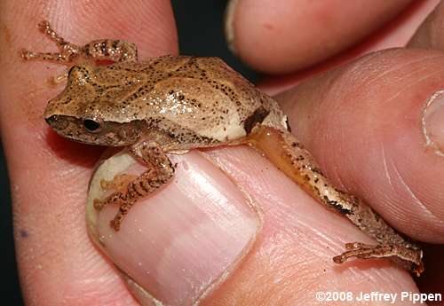 Spring Peeper (Pseudacris crucifer)