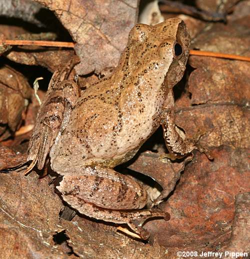 Spring Peeper (Pseudacris crucifer)