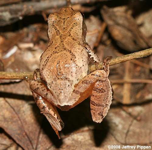 Spring Peeper (Pseudacris crucifer)