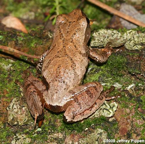 Spring Peeper (Pseudacris crucifer)