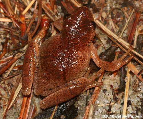 Spring Peeper (Pseudacris crucifer)