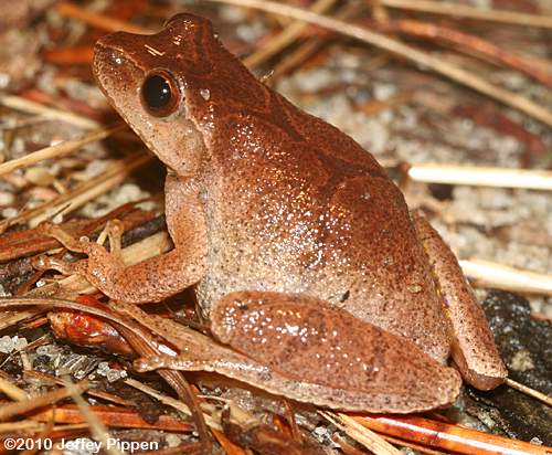 Spring Peeper (Pseudacris crucifer)