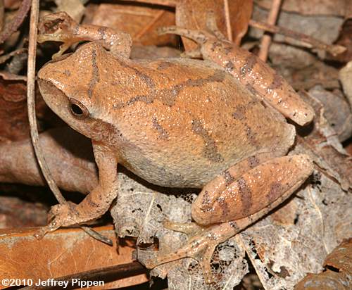 Spring Peeper (Pseudacris crucifer)