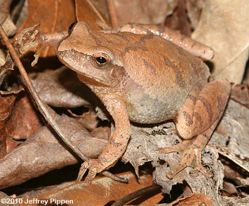 Spring Peeper (Pseudacris crucifer)