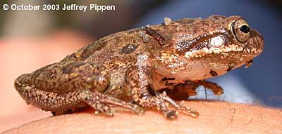 Squirrel Treefrog (Hyla squirella)