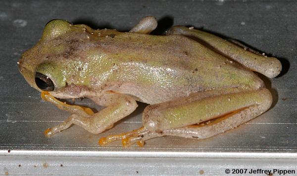 Squirrel Treefrog (Hyla squirella)