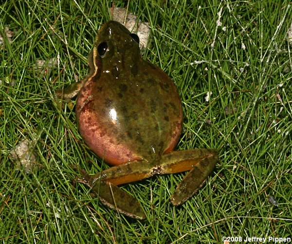 Squirrel Treefrog (Hyla squirella)
