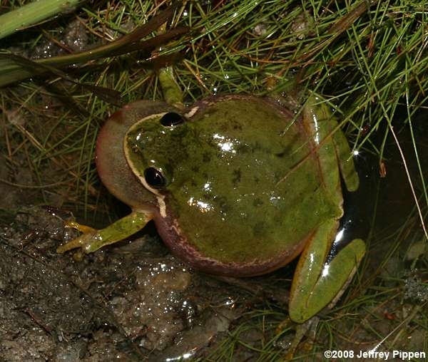 Squirrel Treefrog (Hyla squirella)