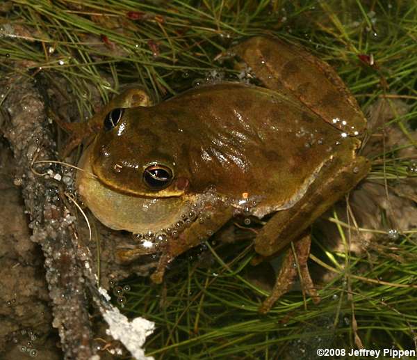 Squirrel Treefrog (Hyla squirella)