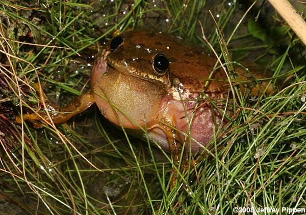 Squirrel Treefrog (Hyla squirella)