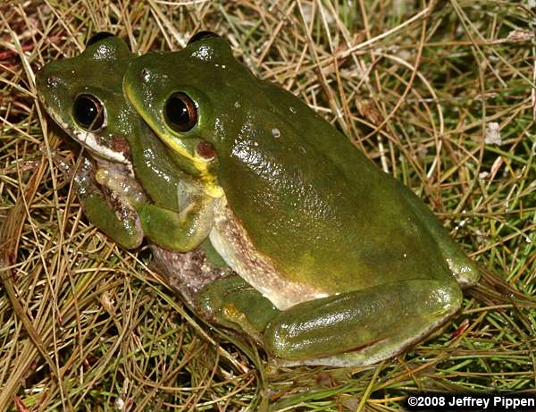 Squirrel Treefrog (Hyla squirella)