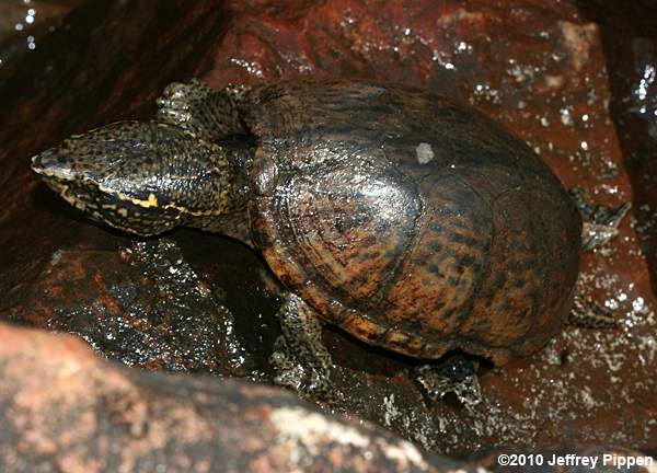 Common Musk Turtle, Stinkpot (Sternotherus odoratus)