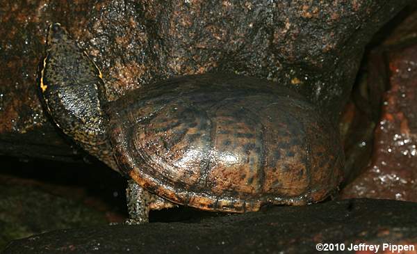 Common Musk Turtle, Stinkpot (Sternotherus odoratus)