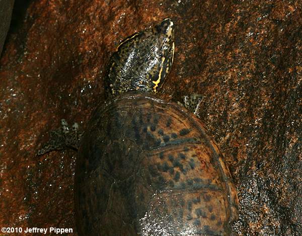 Common Musk Turtle, Stinkpot (Sternotherus odoratus)