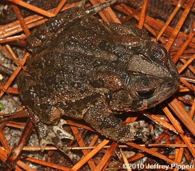 Southern Toad (Bufo terrestris)