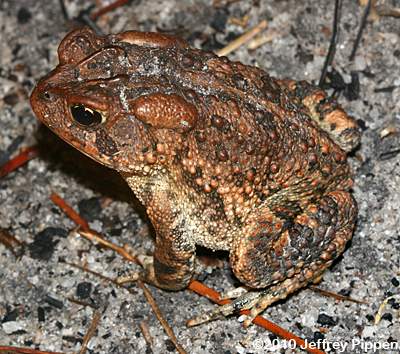 Southern Toad (Bufo terrestris)