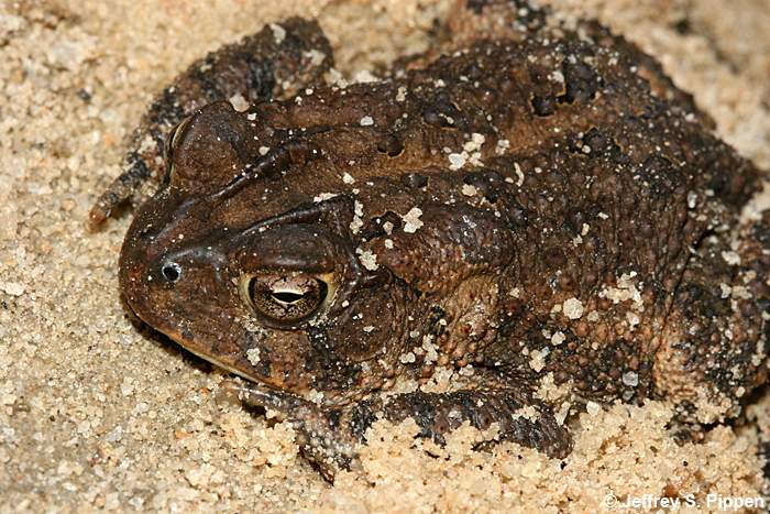 Southern Toad (Bufo terrestris)