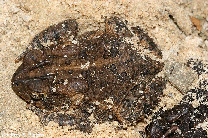 Southern Toad (Bufo terrestris)
