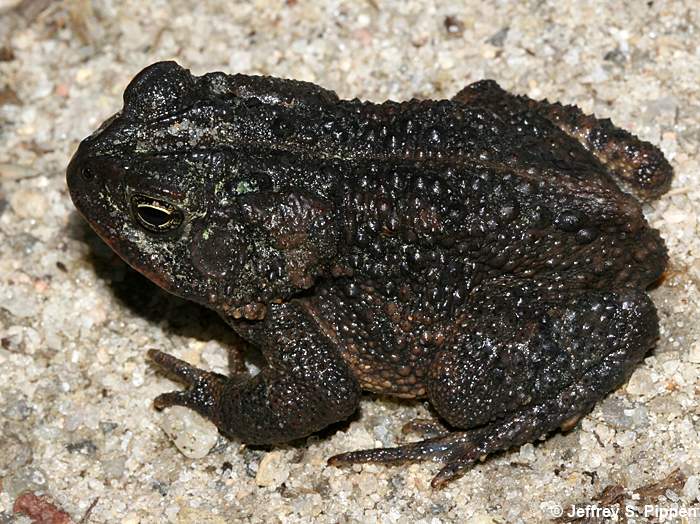 Southern Toad (Bufo terrestris)