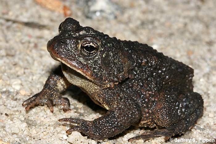 Southern Toad (Bufo terrestris)