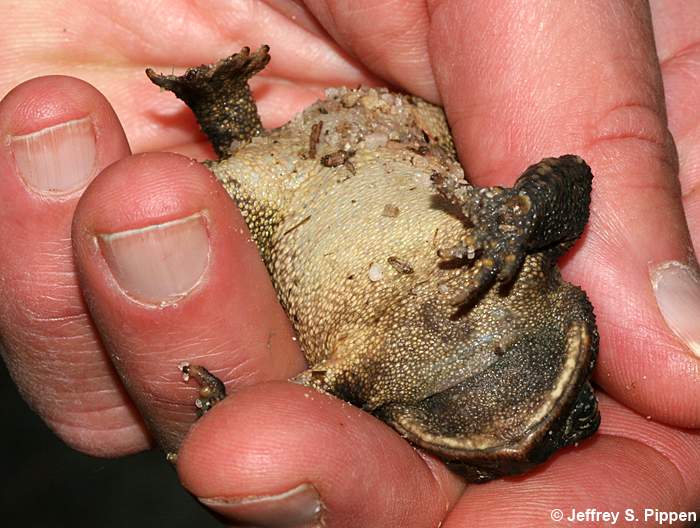 Southern Toad (Bufo terrestris)