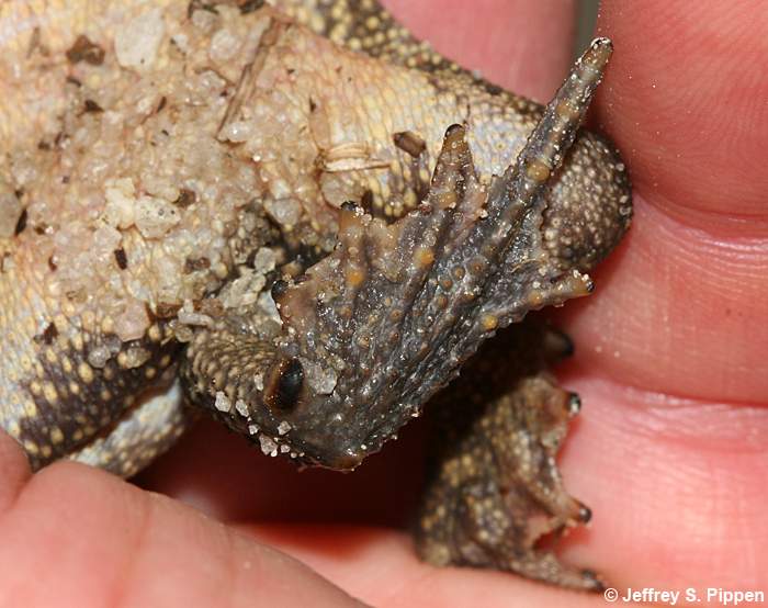 Southern Toad (Bufo terrestris)