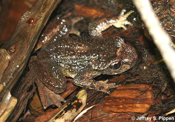 Rocky Mountain Tailed Frog (Ascaphus montanus)