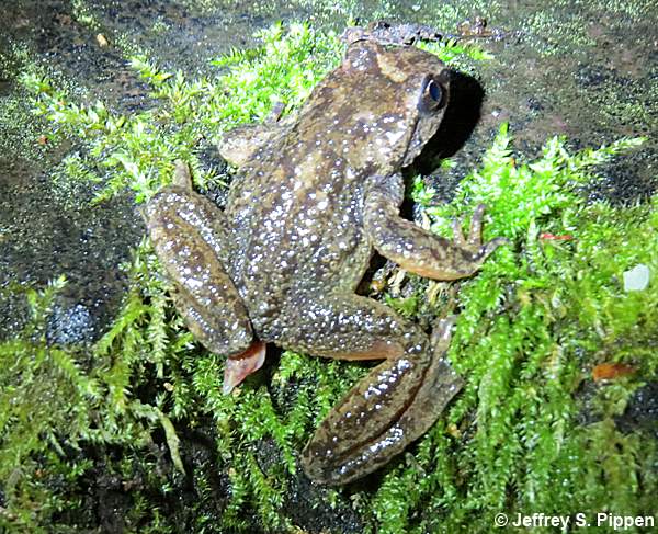 Rocky Mountain Tailed Frog (Ascaphus montanus)