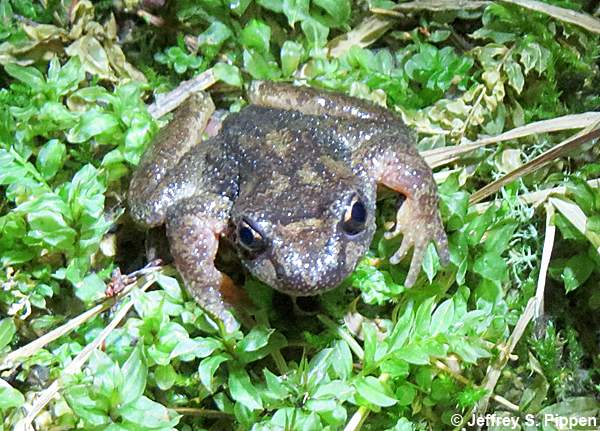 Rocky Mountain Tailed Frog (Ascaphus montanus)