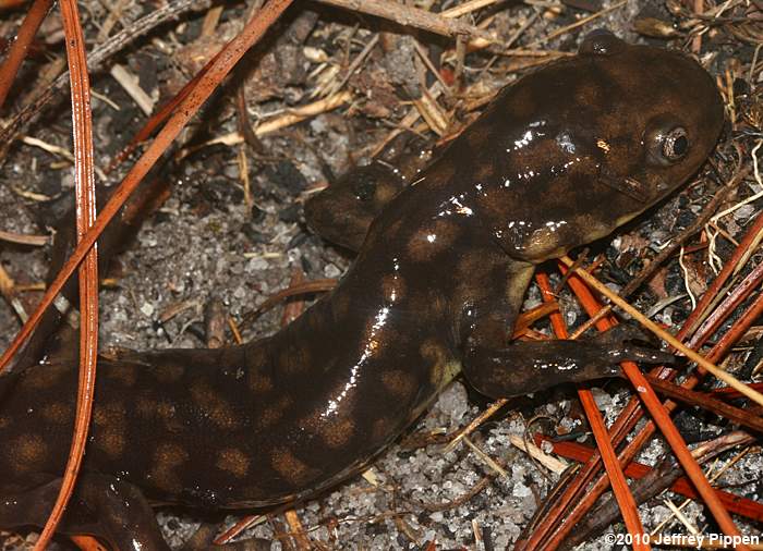 Tiger Salamander (Ambystoma tigrinum)