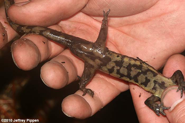 Tiger Salamander (Ambystoma tigrinum)