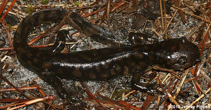 Tiger Salamander (Ambystoma tigrinum)