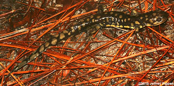 Tiger Salamander (Ambystoma tigrinum)