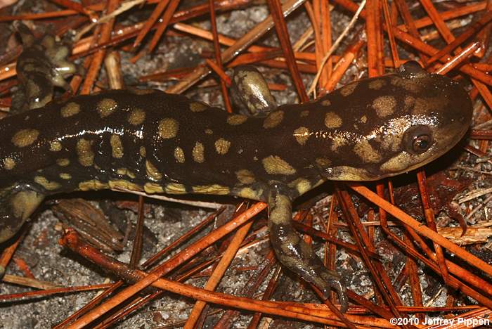 Tiger Salamander (Ambystoma tigrinum)