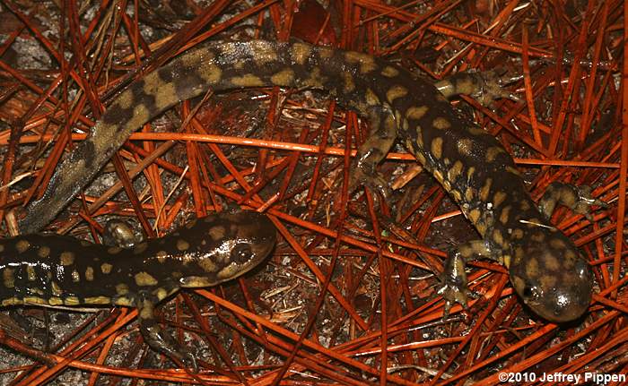 Tiger Salamander (Ambystoma tigrinum)