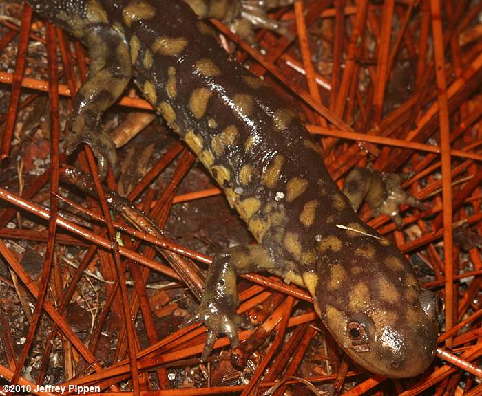 Tiger Salamander (Ambystoma tigrinum)