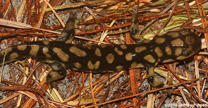 Tiger Salamander (Ambystoma tigrinum)