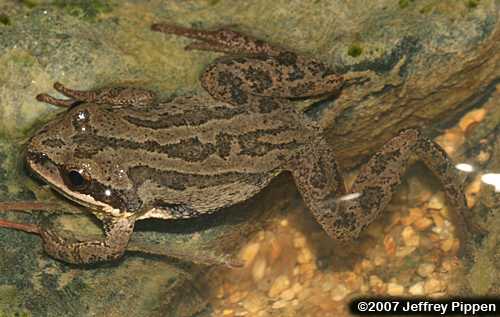Upland Chorus Frog (Pseudacris feriarum feriarum)