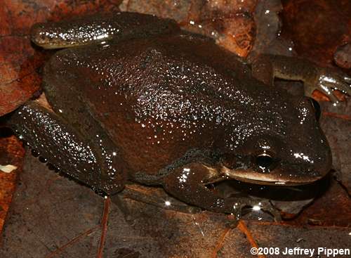 Upland Chorus Frog (Pseudacris feriarum feriarum)