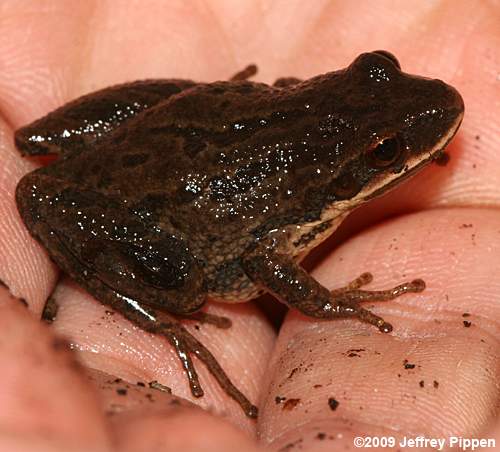 Upland Chorus Frog (Pseudacris feriarum feriarum)