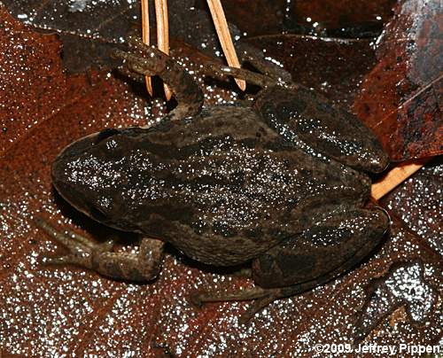 Upland Chorus Frog (Pseudacris feriarum feriarum)