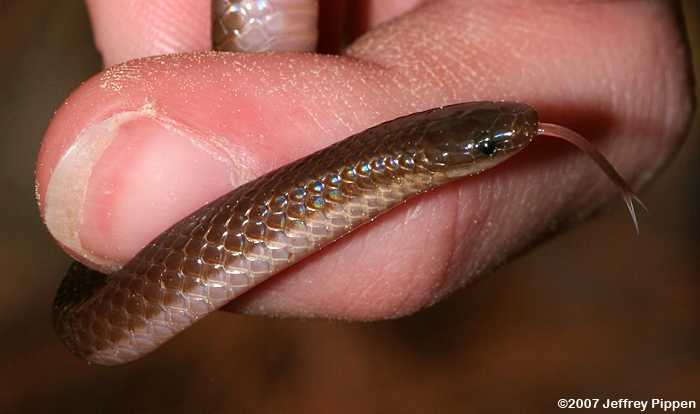 Worm Snake (Carphophis amoenus)