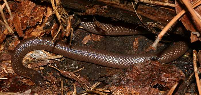 Worm Snake (Carphophis amoenus)