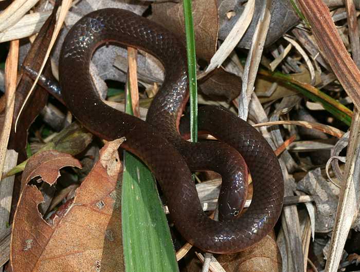 Worm Snake (Carphophis amoenus)