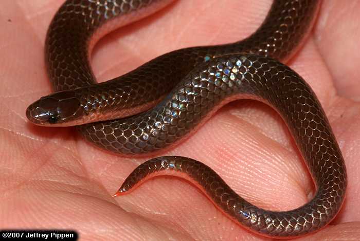 Worm Snake (Carphophis amoenus)