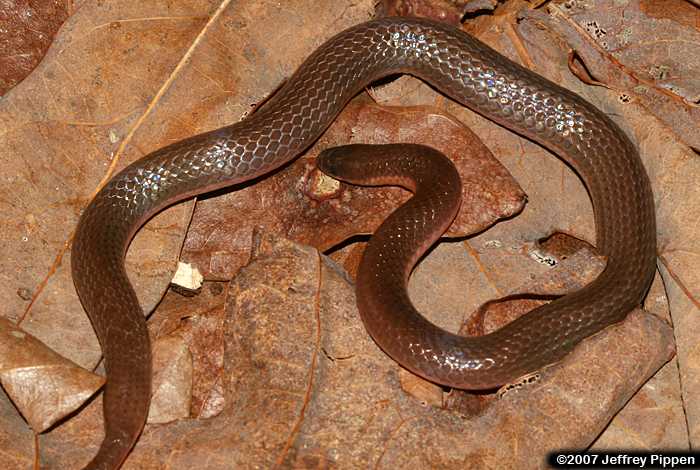 Worm Snake (Carphophis amoenus)