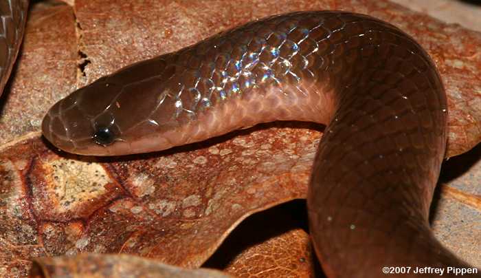 Worm Snake (Carphophis amoenus)